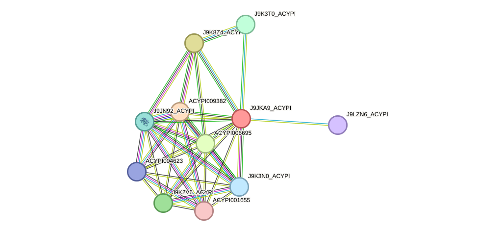 STRING protein interaction network