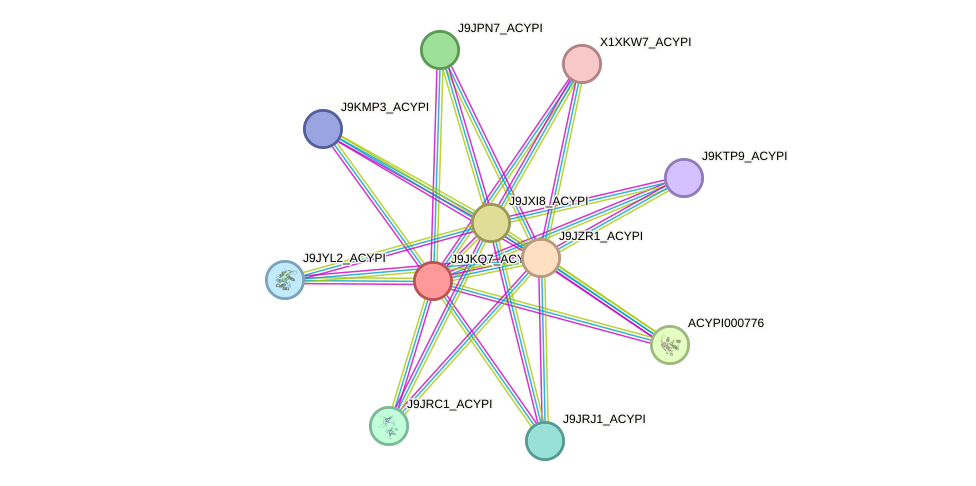 STRING protein interaction network