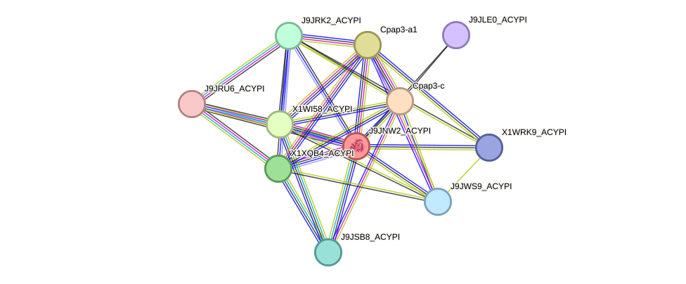 STRING protein interaction network