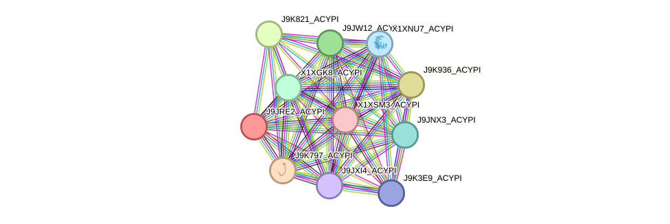 STRING protein interaction network