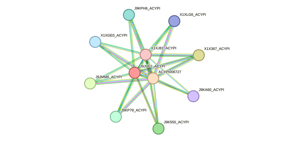 STRING protein interaction network