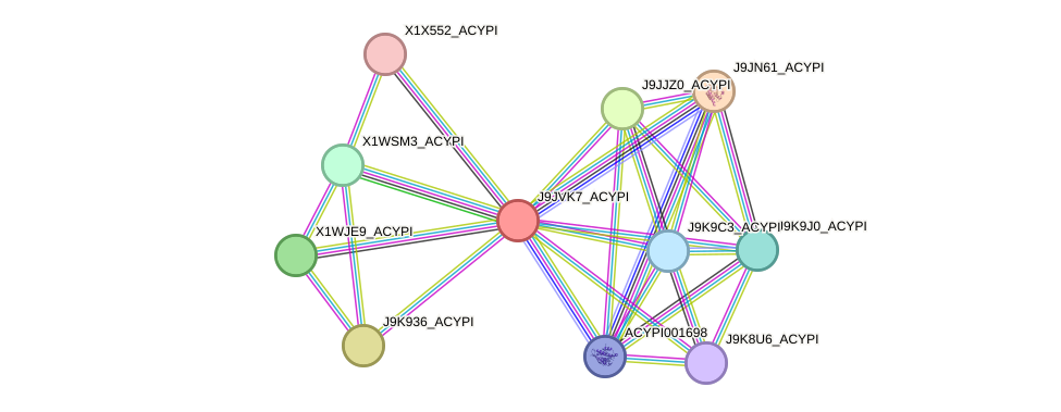 STRING protein interaction network