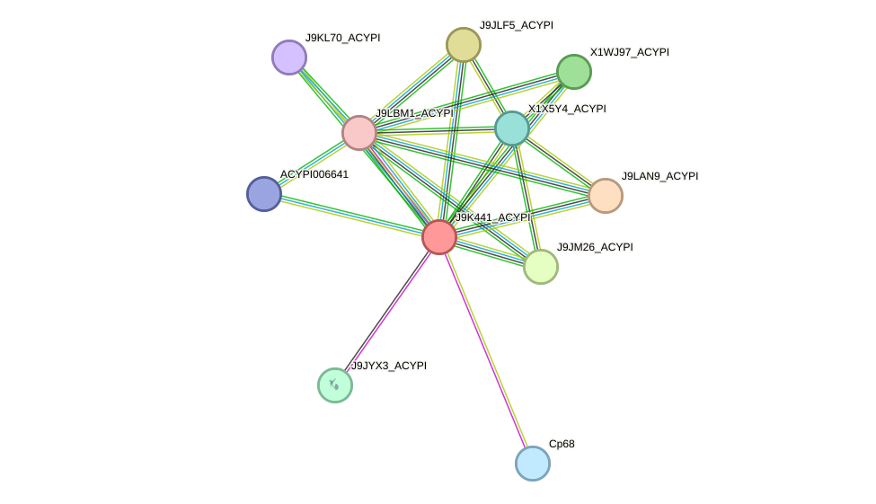 STRING protein interaction network