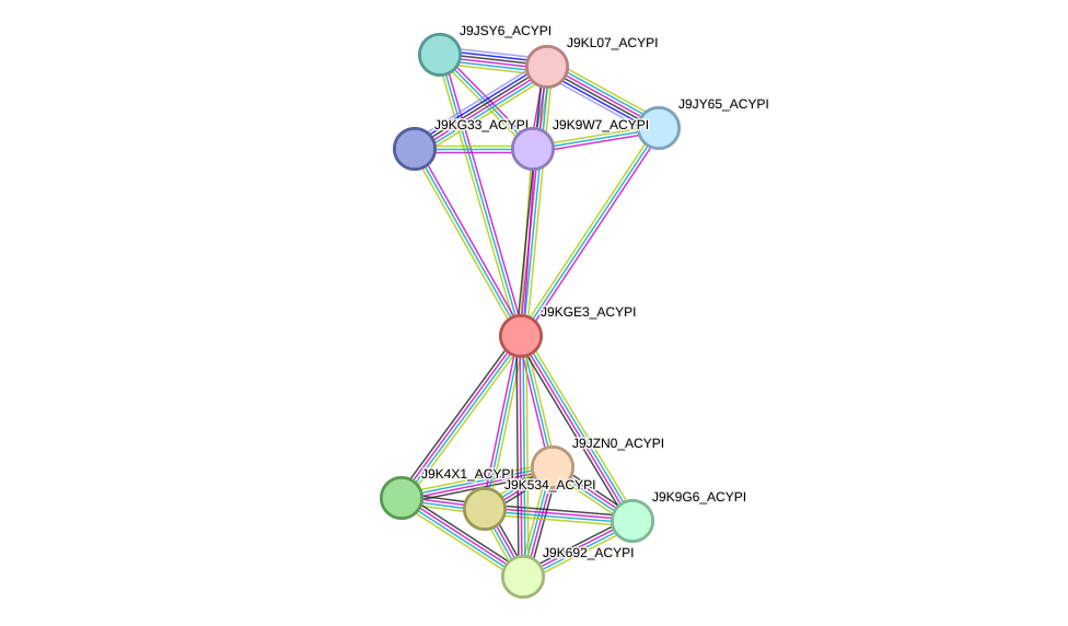 STRING protein interaction network