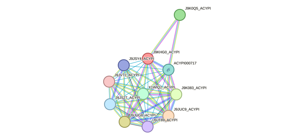 STRING protein interaction network