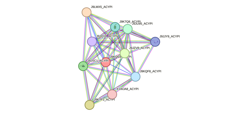 STRING protein interaction network