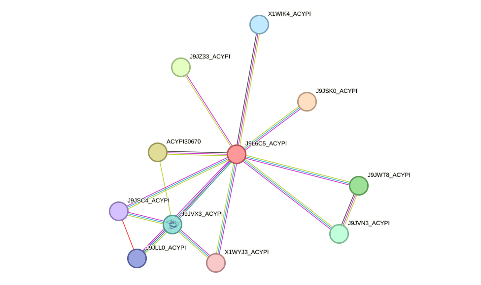 STRING protein interaction network