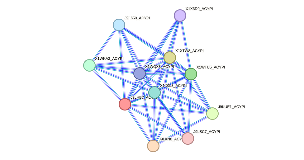 STRING protein interaction network