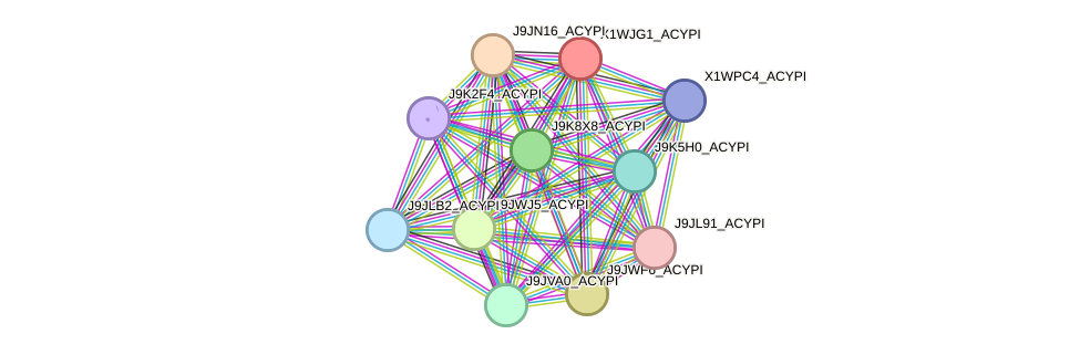 STRING protein interaction network