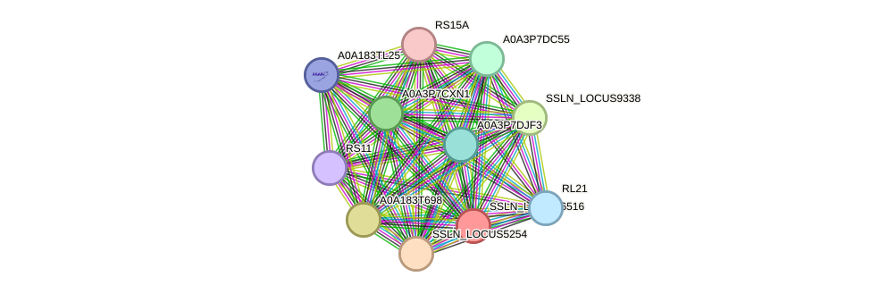 STRING protein interaction network