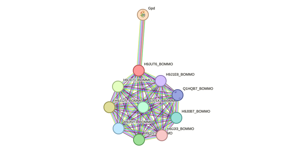 STRING protein interaction network