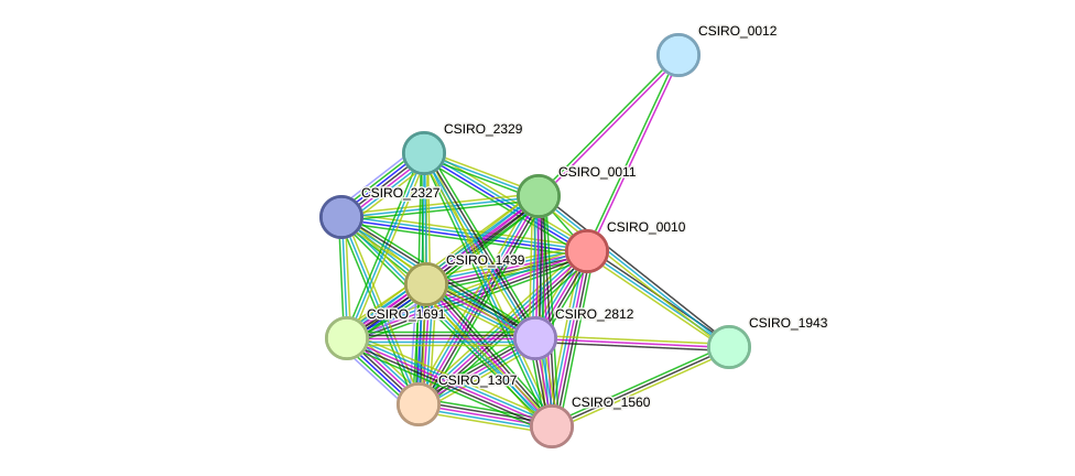 STRING protein interaction network