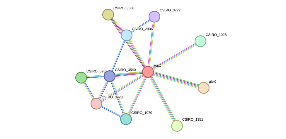 STRING protein interaction network