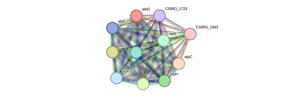STRING protein interaction network