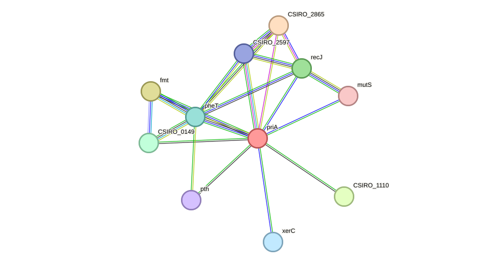 STRING protein interaction network