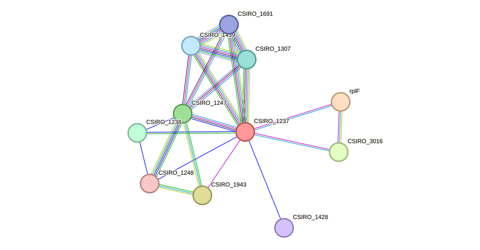 STRING protein interaction network