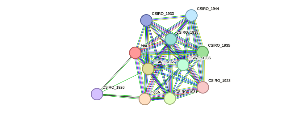 STRING protein interaction network
