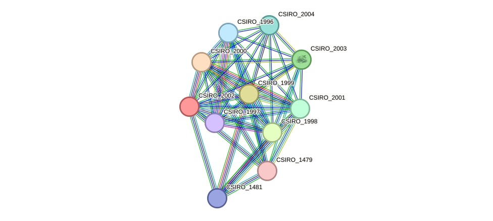 STRING protein interaction network