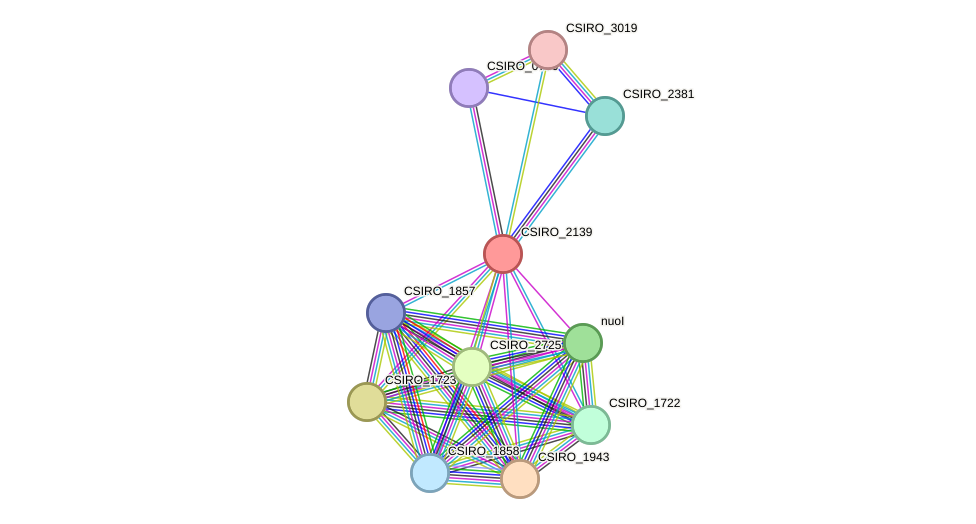 STRING protein interaction network