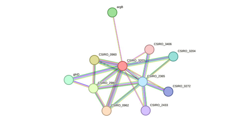 STRING protein interaction network