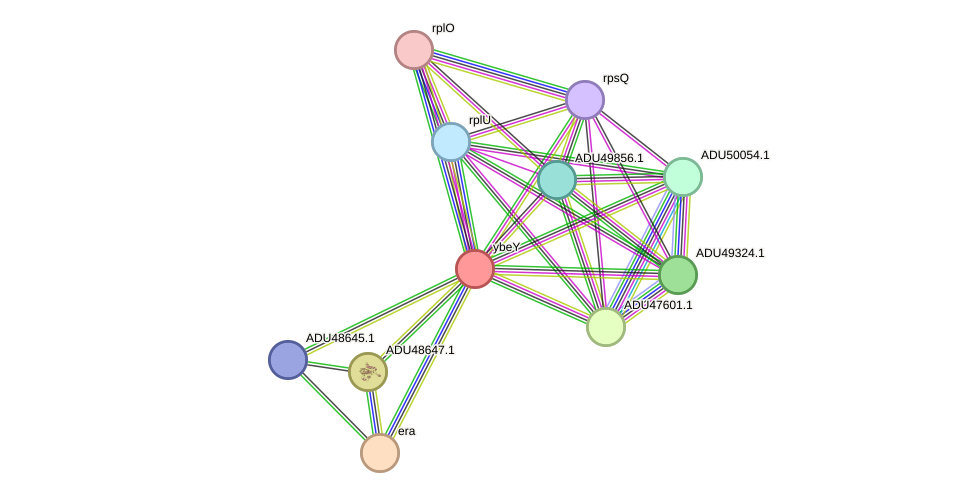 STRING protein interaction network