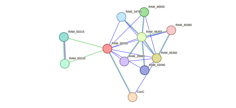 STRING protein interaction network