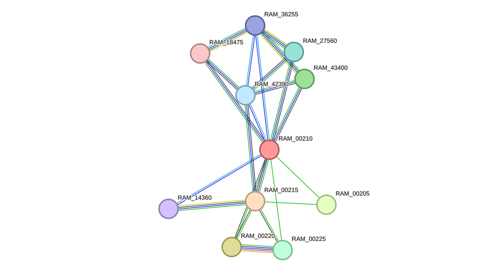 STRING protein interaction network