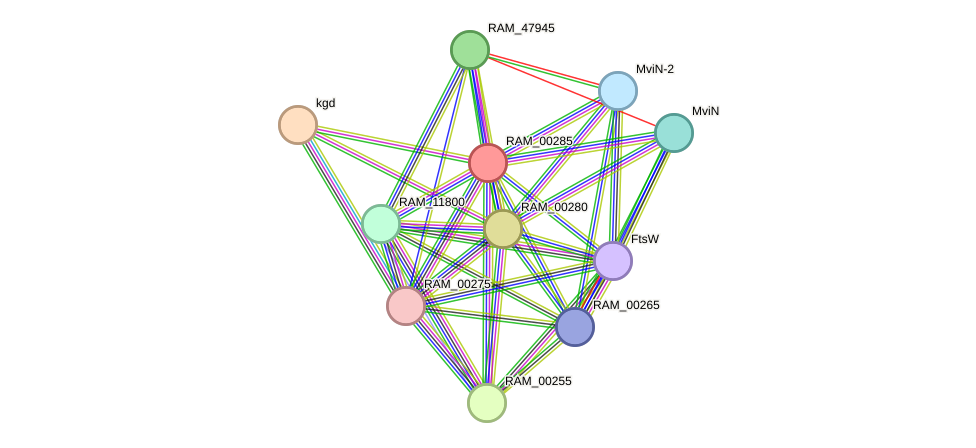 STRING protein interaction network