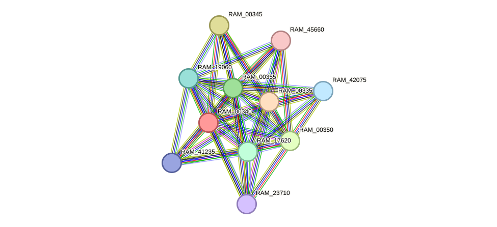 STRING protein interaction network