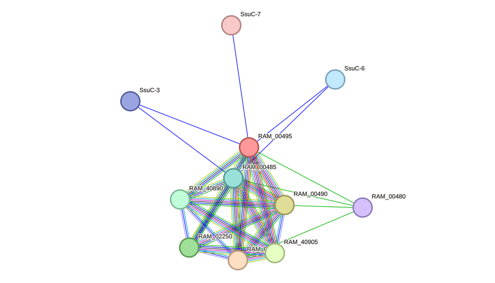 STRING protein interaction network