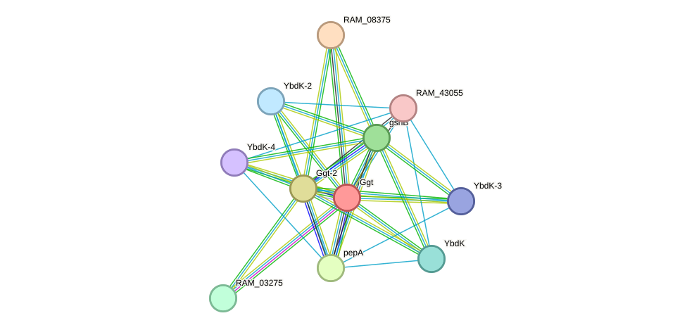 STRING protein interaction network