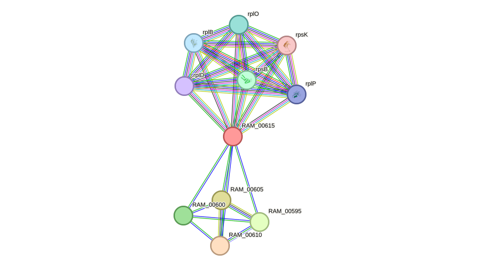 STRING protein interaction network