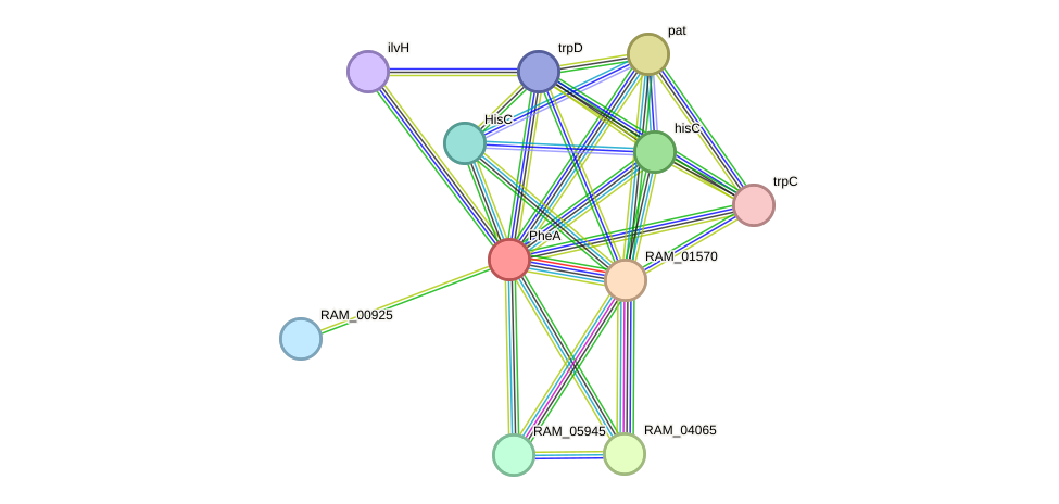 STRING protein interaction network