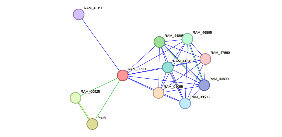 STRING protein interaction network