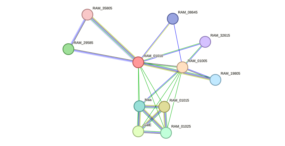 STRING protein interaction network