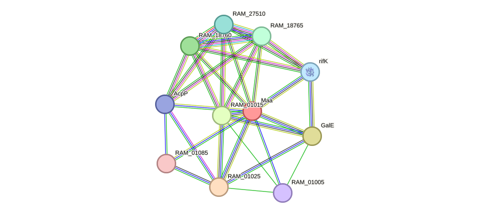 STRING protein interaction network