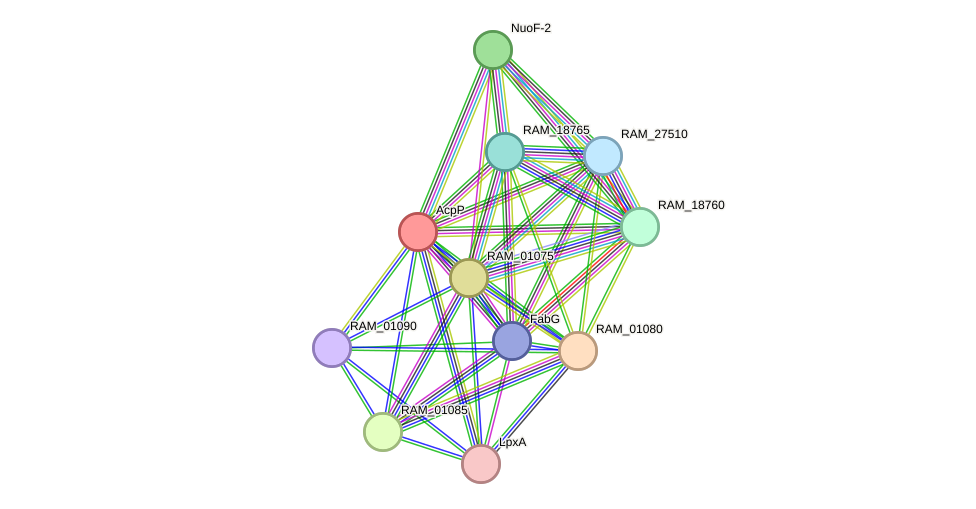STRING protein interaction network