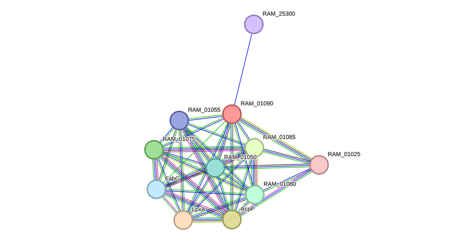 STRING protein interaction network