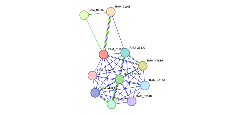 STRING protein interaction network