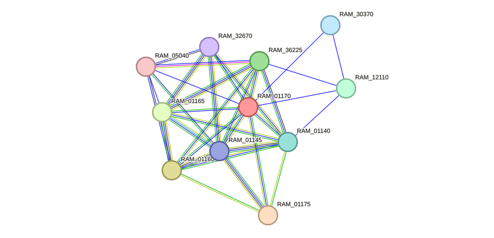 STRING protein interaction network