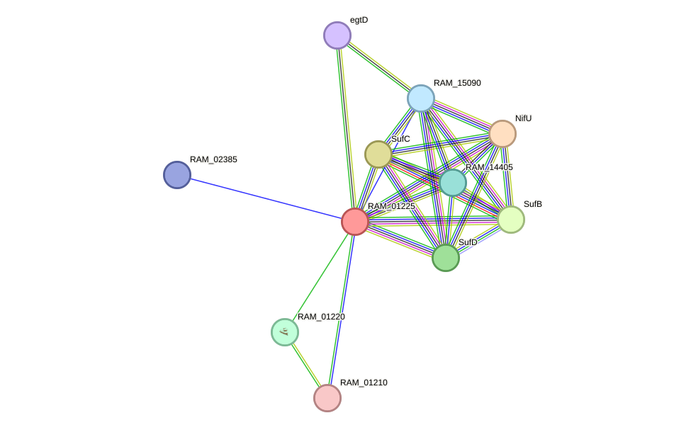 STRING protein interaction network
