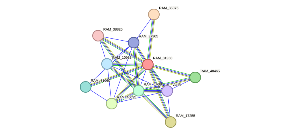 STRING protein interaction network