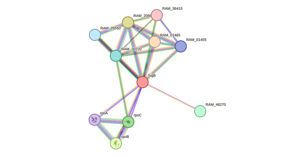 STRING protein interaction network