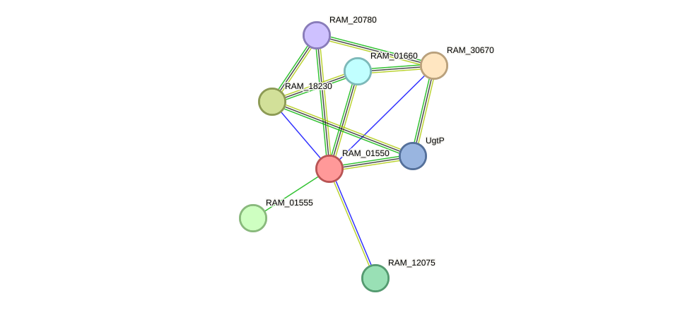 STRING protein interaction network