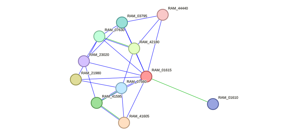 STRING protein interaction network