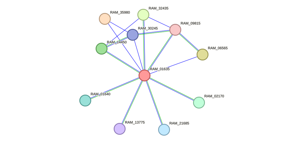 STRING protein interaction network