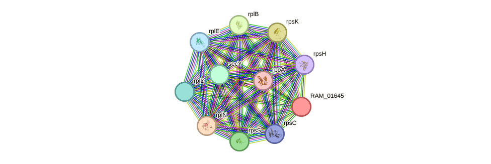 STRING protein interaction network
