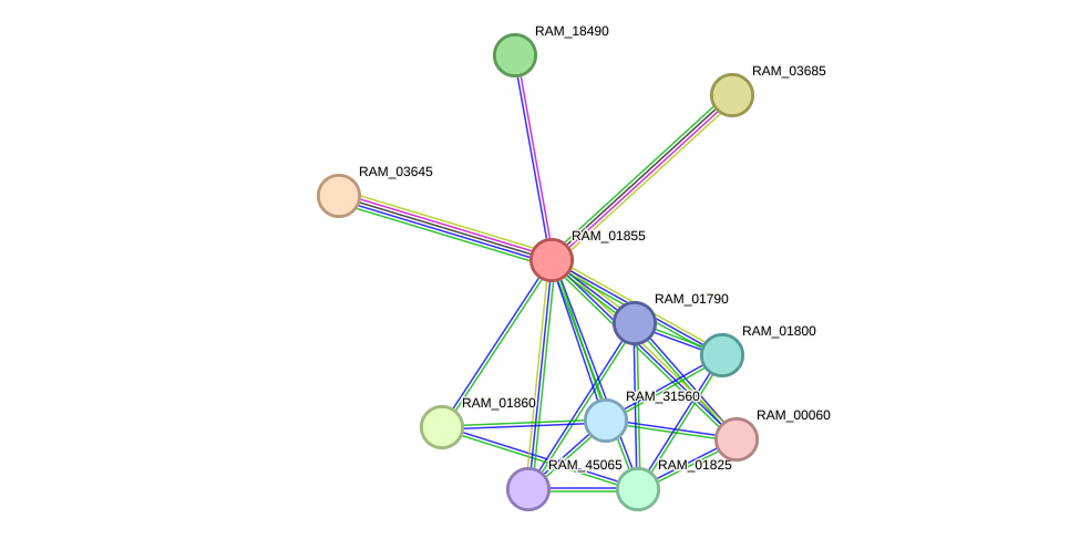 STRING protein interaction network