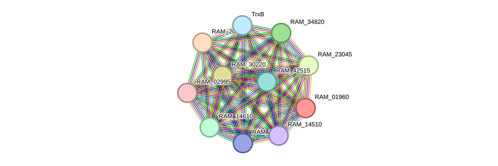 STRING protein interaction network