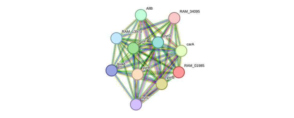 STRING protein interaction network